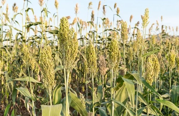 Millet and Beans